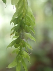 Tmesipteris sigmatifolia