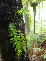 Tmesipteris sigmatifolia