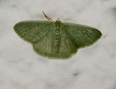 Phaiogramma faustinata