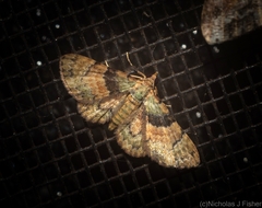 Gymnoscelis derogata