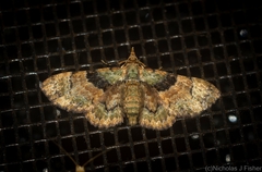 Gymnoscelis derogata