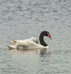 Cygnus melancoryphus