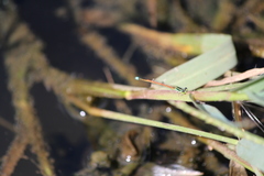 Ischnura aurora aurora