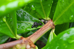 Aphantochilus rogersi