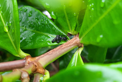 Aphantochilus rogersi