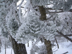 Abies koreana