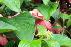 Aphantochilus rogersi