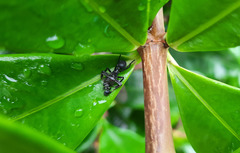 Aphantochilus rogersi