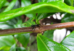 Aphantochilus rogersi