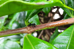 Aphantochilus rogersi