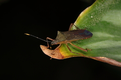 Leptoscelis elongator