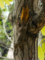 Sciurus granatensis