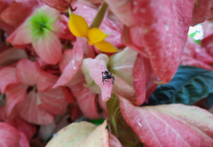 Aphantochilus rogersi