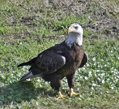 Haliaeetus leucocephalus image