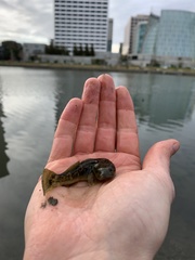 Gillichthys mirabilis