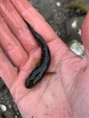 Gillichthys mirabilis