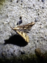 Diasemia grammalis