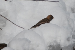 Leucosticte arctoa
