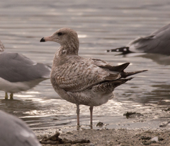 Larus californicus