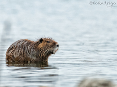Myocastor coypus coypus