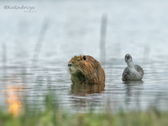 Myocastor coypus coypus