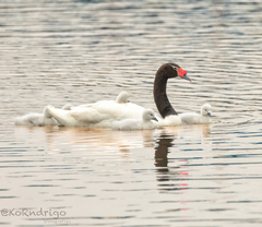 Cygnus melancoryphus