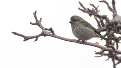 Haemorhous purpureus