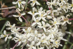 Grevillea curviloba