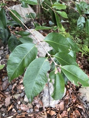 Syzygium formosanum