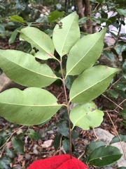 Syzygium formosanum