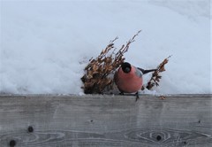 Pyrrhula pyrrhula cassinii