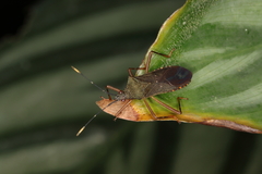 Leptoscelis elongator