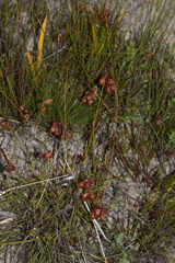 Staberoha vaginata