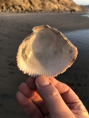 Dallocardia quadragenaria