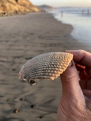 Dallocardia quadragenaria