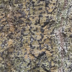 Bathelium carolinianum