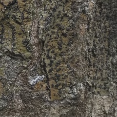 Bathelium carolinianum