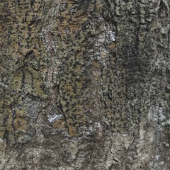 Bathelium carolinianum