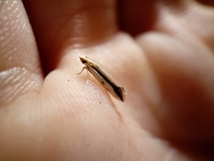 Erechthias chionodira