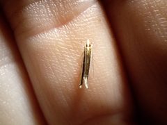 Erechthias chionodira