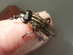 Orthoprosopa bilineata