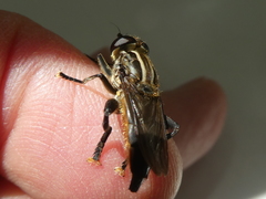 Orthoprosopa bilineata