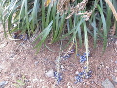Ophiopogon jaburan