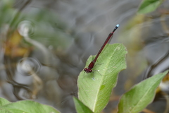 Oxyagrion