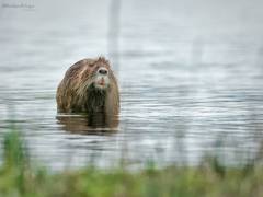 Myocastor coypus coypus