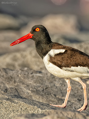 Haematopus palliatus