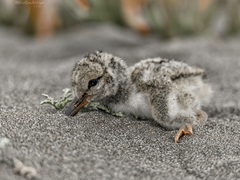 Haematopus palliatus