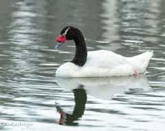Cygnus melancoryphus