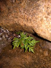 Doryopteris decipiens