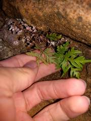 Doryopteris decipiens